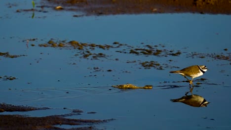 Ein-kleiner-Vogel-(Charadrius)-ein-Mann-schnell-bewegt-sich-der-Sumpf.-Er-inspiziert-sein-Revier.--Vögel-in-der-Nähe-des-Wassers-leben.-Einen-schönen-sonnigen-Sommermorgen.