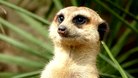 Retrato-de-Suricata-vigilante.