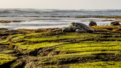 Hawaiian-Green-Sea-Turtle-Time-Lapse