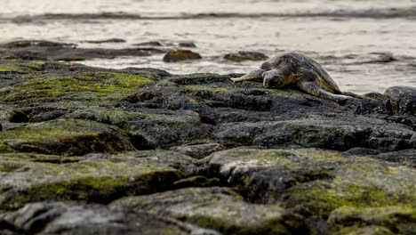 Hawaiian-Green-Sea-Turtle-Time-Lapse