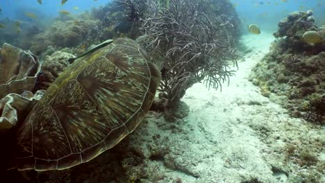 Sea-turtle-under-water