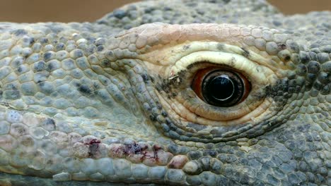 Primer-plano-del-ojo-de-un-dragón-de-Komodo.-(KOMODOENSIS-DE-VARANUS).