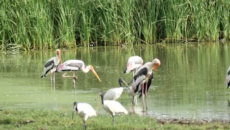 Marabou-stork-in-the-nature