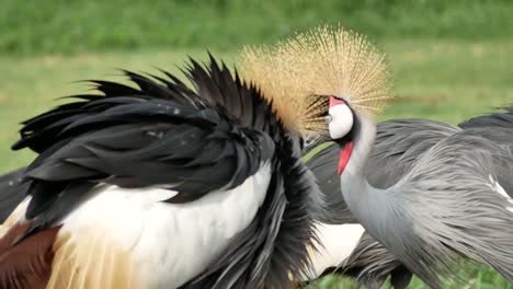 Grey-Crowned-Crane-Bird