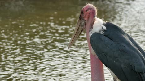 Cigüeña-de-Marabou-en-la-naturaleza