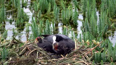 Blässhuhn,-Fulica-Atra,-Blässhuhn,-Nest,-jung,-Teich,-Pub,-4K