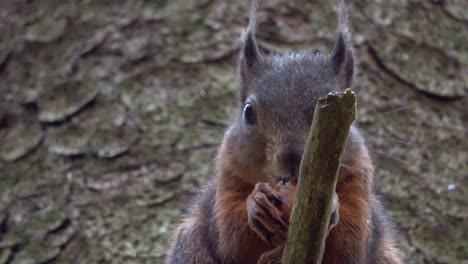 Ardilla,-ardilla-roja-Eurasiática,-bosque,-tuerca,-comer,-buscar,-tocón,-4K