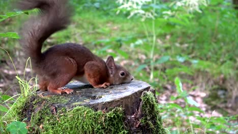 Ardilla,-ardilla-roja-Eurasiática,-bosque,-tuerca,-comer,-buscar,-tocón,-4K