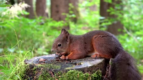 Squirrel,Eurasian-red-squirrel,-forest,-nut,-eating,-searching,-stump,-4K