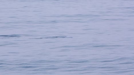 dolphin-pod-swimming-close-up