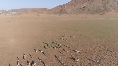 High-aerial-fly-over-view-of-gemsbok-(oryx)-in-the-Namib-Desert