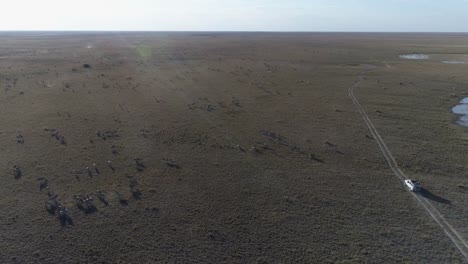 High-aerial-view-of-a-4x4-tourist-safari-vehicle-driving-through-the-grasslands-in-Botswana