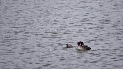 Somormujo-lavanco,-Podiceps-cristatus,-Haubentaucher,-con-cachorro-nadando-en-un-lago,-Países-Bajos,-4K