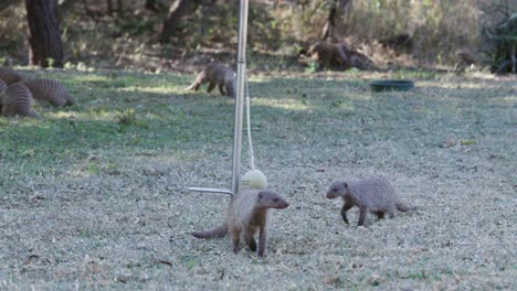 Animales-divertidos.-Mangosta-de-bandas-jugando-con-una-pelota-de-oscilación-en-un-jardín-suburbano