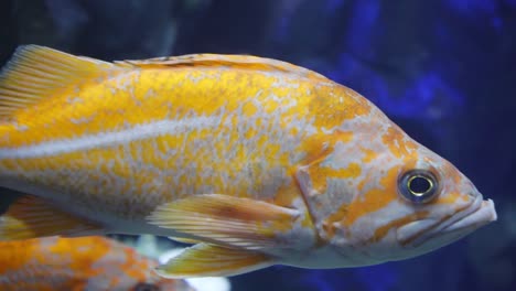 red-fish-aquarium-tank-swimming-close-up