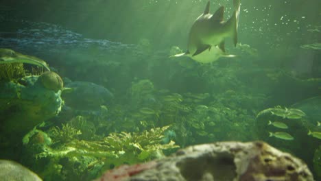 Fische-im-Aquarium-Tank-schwimmen-Haie-Gefahr-bedrohlich