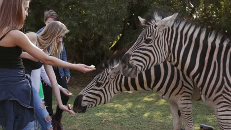 Five-children-feeding-zebras-in-wildlife-estate