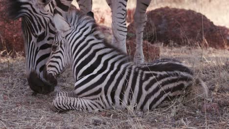 Close-up-of-cute-baby-zebra-foal-resting-on-the-ground-in-front-of-mother