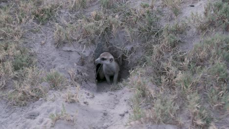 Suricata-emergentes-de-madriguera-y-mirando-hacia-fuera-para-el-peligro-cerca-de-la-madriguera