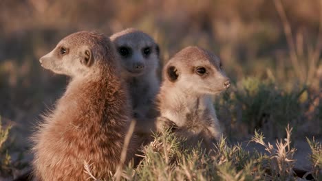 Close-up-view-of-cute-baby-meerkats-sitting-together