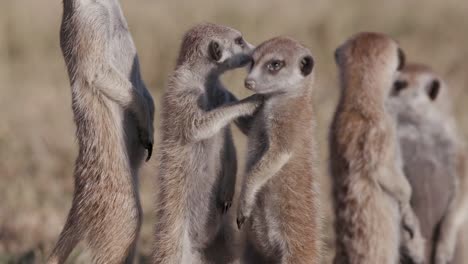 Close-up-view-of-cute-baby-meerkats-standing-up