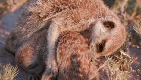 Close-up-view-of-adult-meerkat-grooming-a-baby