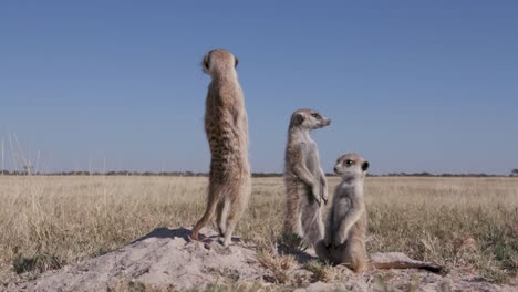 Three-meerkats-standing-up-on-sentry-duty