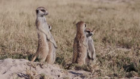 Fünf-Erdmännchen-sonnen-sich-am-Rande-der-Fuchsbau