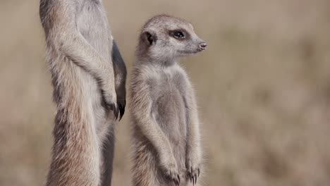 Close-up-of-cute-baby-meerkat-sunning-themselves