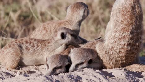 Four-cute-sleepy-baby-meerkats-ontop-of-their-burrow