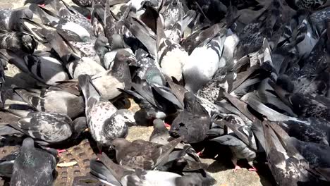 Dove-feeding,-pigeons,-pigeons-swarm,-eating,-4K