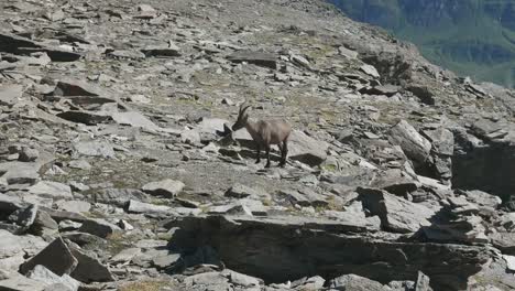 Weiblicher-Steinbock-mit-der-italienischen-Alpen-im-Hintergrund-in-die-Kamera-schaut.