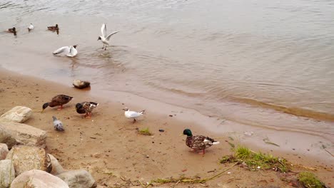 Gaviotas-luchando-en-la-playa