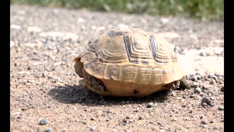 Pissende-Schildkröte