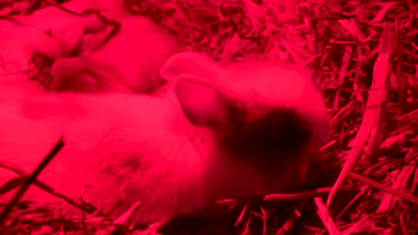 Un-pequeño-conejo-comiendo-un-palo-sobre-el-heno