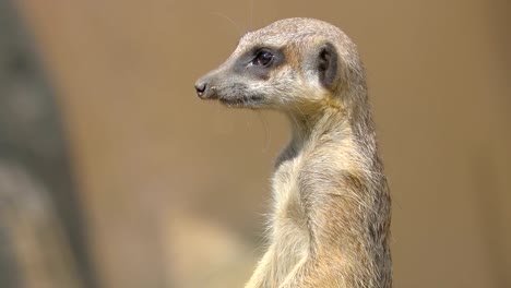 A-small-raccoon-standing-with-long-neck