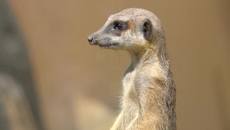 Un-pie-pequeño-mapache-con-cuello-largo