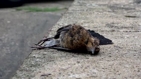 Dead-Blackbird,-Turdus-merula,-european-blackbird,-Amsel,-road-casualty,-4K