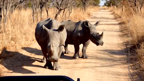 Pair-Of-Rhino-Standing-On-The-Middle-Of-Dirt-Road