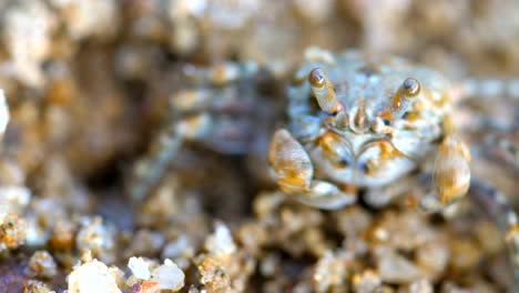 close-up-Wild-Crab-Beach-in-Hong-Kong