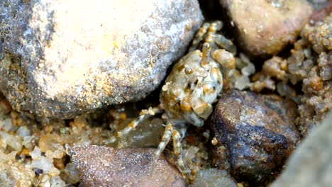 Wild-Krabben-Strand-in-Hong-Kong