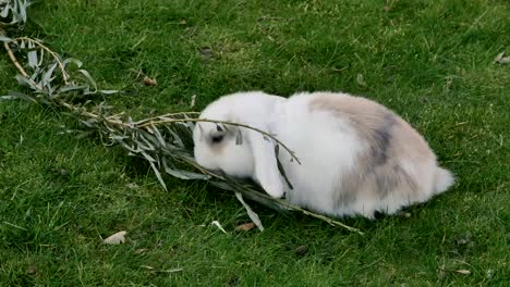 Weiße-Kaninchen-Essen-grass