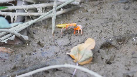 Rote-Krabben-auf-Mangrovenwald