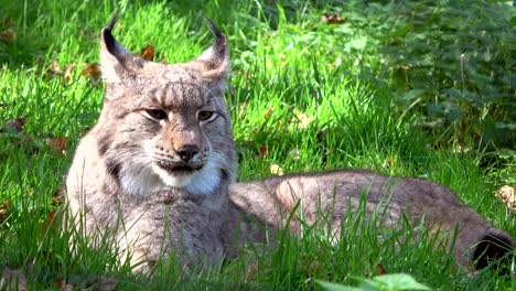 Lince,-linces,-cepillo-retrato-Pinselohren,-orejas,-cabeza,-Kopf,-Luchs,-4K