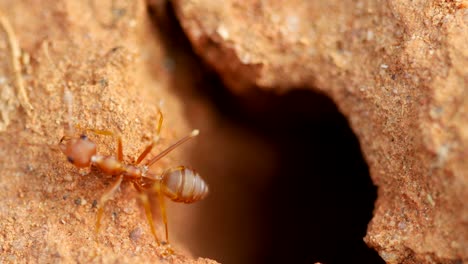 Fire-Ant-Colony-near-its-hole