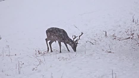 Young-Deer-In-snow-Meadow,-uhd-stock-video