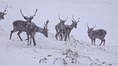 Venado-(Odocoileus-virginianus)-en-ventisca-de-nieve-de-invierno,-vídeo-4-k