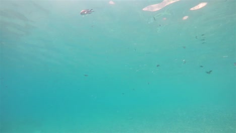 Fish-swimming-with-a-bank-of-fishes-and-looking-to-camera