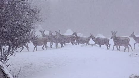 Grupo-de-bucks-madurados-venado,-ventisca-de-nieve-de-invierno-enero,-uhd-material-de-archivo