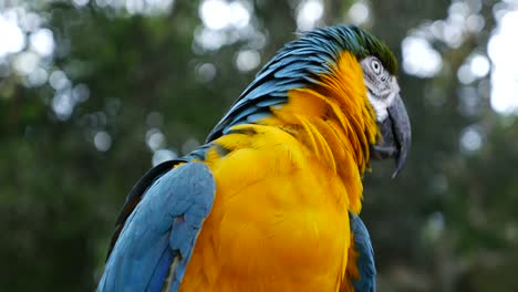 Parrot-Macaw-on-nature-background